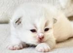 Litter of Color Pointed Kittens - Siberian Kitten For Sale - Auburn, WA, US