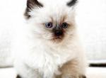 hypoallergenic siberian kittens - Siberian Kitten For Sale - Auburn, WA, US