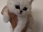 Magda - British Shorthair Kitten For Sale - Northridge, CA, US