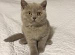 Kim - British Shorthair Kitten For Sale - Battle Ground, WA, US