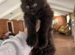 Luz de Luna - Maine Coon Kitten For Sale - Picayune, MS, US