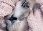 Sweet and cute kitty - Siamese Kitten For Sale - Vancouver, WA, US