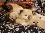 Annie and Murphy litter - Ragdoll Kitten For Sale - Saint Paul, MN, US