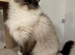 Pearl - Ragdoll Cat For Sale/Retired Breeding - 