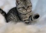 Fluffy kitties - Scottish Fold Kitten For Sale - Tukwila, WA, US
