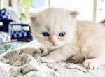 Picasso - Persian Kitten For Sale - Spring, TX, US