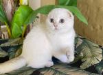 Scottish Fold White Color Point Female - Scottish Fold Kitten For Sale - Orlando, FL, US