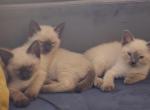 Siamese Kittens - Siamese Kitten For Sale - 