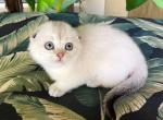 Scottish Fold White Color  Point Female - Scottish Fold Kitten For Sale - Orlando, FL, US