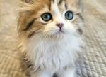 Precious Perdoll Persian boy 2 - Ragdoll Kitten For Sale - 