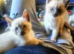 Kit's Litter - Siamese Kitten For Sale - 