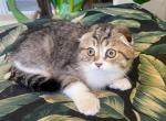 Scottish Fold Golden Tabby Male - Scottish Fold Kitten For Sale - Orlando, FL, US