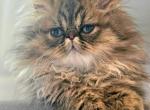 GOLDEN PERSIAN PRECIOUS BOY - Persian Kitten For Sale - VA, US