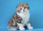 Svitozara Scottish - Scottish Fold Kitten For Sale - Brooklyn, NY, US