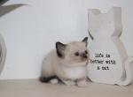 Belle - Siamese Kitten For Sale - Guys Mills, PA, US