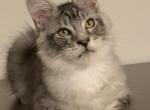 silver marble - Maine Coon Kitten For Sale - NJ, US