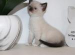 Luna - Siamese Kitten For Sale - Guys Mills, PA, US