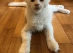 Avalanche - Maine Coon Kitten For Sale - Columbia, MO, US