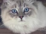 Elsabelle the blue lynx - Ragdoll Cat For Sale - Winchester, VA, US