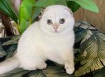 Scottish Fold White Color Point  Female - Scottish Fold Kitten For Sale - Orlando, FL, US