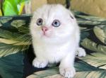Scottish Fold White Color  Point  Female - Scottish Fold Kitten For Sale - Orlando, FL, US