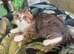 Scottish Fold Golden Tabby  Male - Scottish Fold Kitten For Sale - Orlando, FL, US