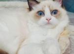 AIDEN - Ragdoll Kitten For Sale - Los Angeles, CA, US