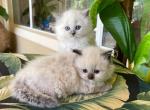 Ragdoll  Sisters - Ragdoll Kitten For Sale - Orlando, FL, US
