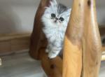Silver shaded exotic kittens - Exotic Kitten For Sale - Wisconsin Rapids, WI, US