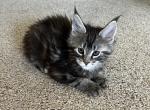 Darlin - Maine Coon Kitten For Sale - WA, US