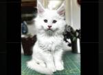 Armani - Maine Coon Kitten For Sale - Marlton, NJ, US