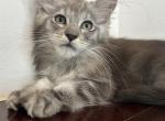 Female Maine coon - Maine Coon Kitten For Sale - Coshocton, OH, US