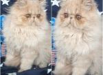 Gorgeous cfa registered Persian boy kitten - Persian Kitten For Sale - 