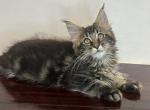Maine coon kitten - Maine Coon Kitten For Sale - Coshocton, OH, US