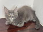 Maine coon girl - Maine Coon Kitten For Sale - Coshocton, OH, US