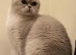 Candy - Scottish Straight Cat For Sale - 