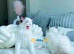 Very handsome kitty - Ragdoll Kitten For Sale - Fairfax, VA, US