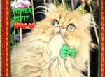 Breeder Male Persian Healthy and Petit - Persian Kitten For Sale/Service - Tampa, FL, US