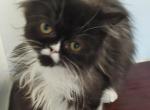 Persian Girl - Persian Kitten For Sale - Coshocton, OH, US