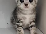 White and grey Scottish folded kitten - Scottish Fold Kitten For Sale - Egg Harbor Township, NJ, US