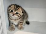 Tabby Scottish fold girl - Scottish Fold Kitten For Sale - Egg Harbor Township, NJ, US