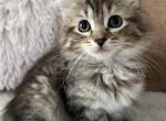 Doll faced Tabby Persian - Persian Kitten For Sale - 