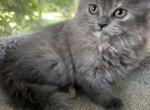 Doll face Persians - Persian Kitten For Sale - 
