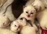 Charlottes Babys - Siamese Kitten For Sale - Mukwonago, WI, US