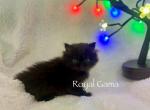 Cypress - Persian Kitten For Sale - Henderson, CO, US