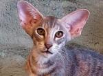 Oktava - Oriental Kitten For Sale