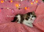 Noosa - Exotic Kitten For Sale - Henderson, CO, US