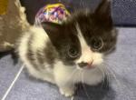 Itty Bitty Kittes - Munchkin Kitten For Sale - 