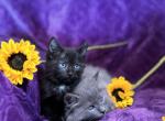 Ragdoll and Russian Blue mix - Russian Blue Kitten For Sale - Knoxville, IA, US