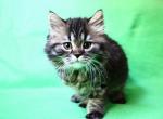 Zeus tall munchkin - Munchkin Kitten For Sale - Iva, SC, US
